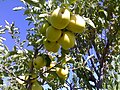 سییب دماوند، باغات آبسرد Yellow apple's Damavand Province, Absard, Kilan - panoramio.jpg