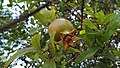 Pomegranate tree in Pindi