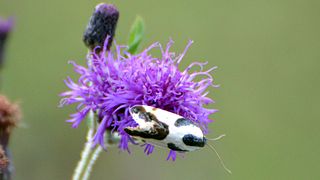 <i>Tarache delecta</i> Species of moth