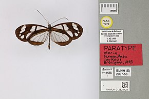 Resmin açıklaması 012824424 Oleria sexmaculata saulensis Brevignon 1993 PT.jpg.