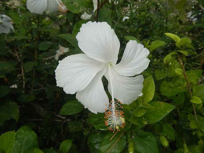 File:0581jfHibiscus rosa-sinensis White Pink Cultivarsfvf 03.jpg