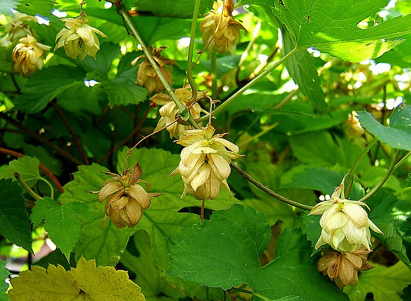 File:2006-10-18-Humulus03.jpg