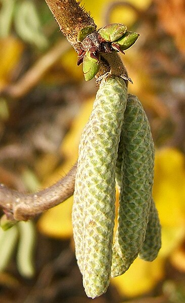 File:2006-11-28Corylus02.jpg