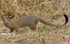 2009-slender-mongoose.jpg