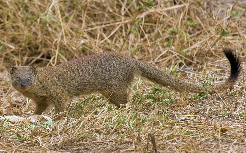 Datei:2009-slender-mongoose.jpg