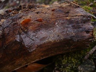 <i>Tulasnella violea</i> Species of fungus