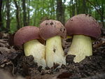 Butyriboletus fuscoroseus