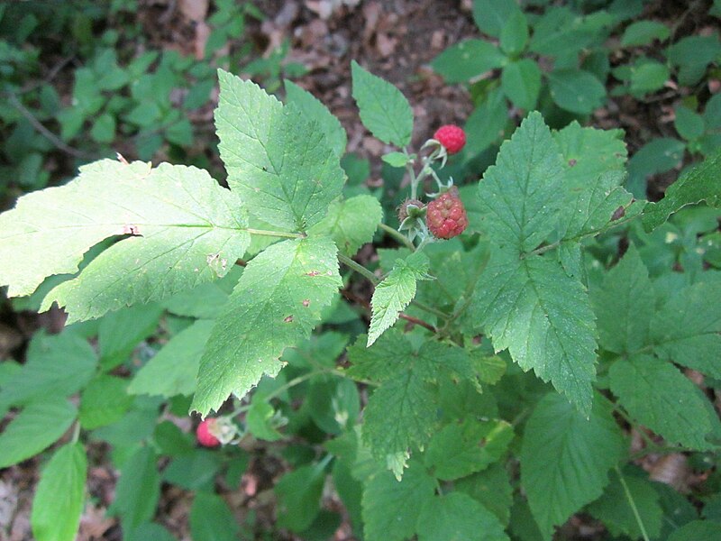 File:20130710Rubus idaeus1.jpg