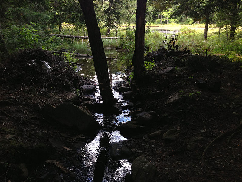 File:2014-08-28 10 59 26 View up the Black River from the Cove Trail bridge near the outlet of Spring Lake in Berlin, New York.JPG