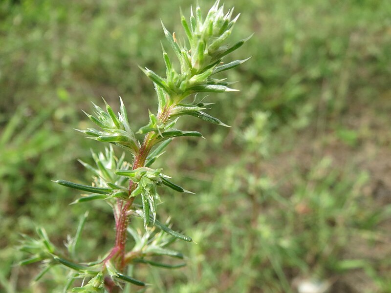 File:20140810Salsola tragus2.jpg