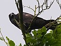 Rabenkrähe - Corvus corone corone