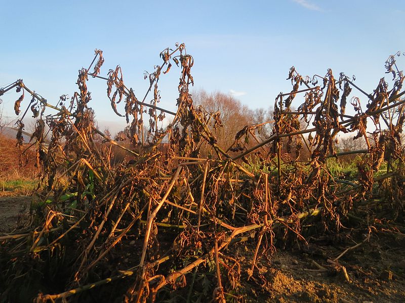 File:20161214Solanum nigrum2.jpg