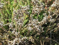 20170718Sedum acre1.jpg