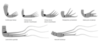 Comparison of megacheiran great appendages