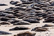 Seals at Horsey Dunes in Norfolk, United Kingdom.