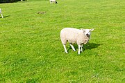 A view of sheep at Cilurnum along Hadrian's Wall in the United Kingdom.