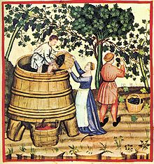Pressing wine after the harvest; Tacuinum Sanitatis, 14th century 29-autunno,Taccuino Sanitatis, Casanatense 4182..jpg