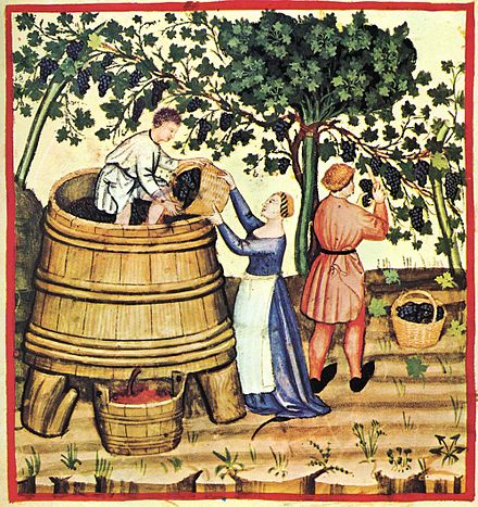 Pressing wine after the harvest; Tacuinum Sanitatis, 14th century