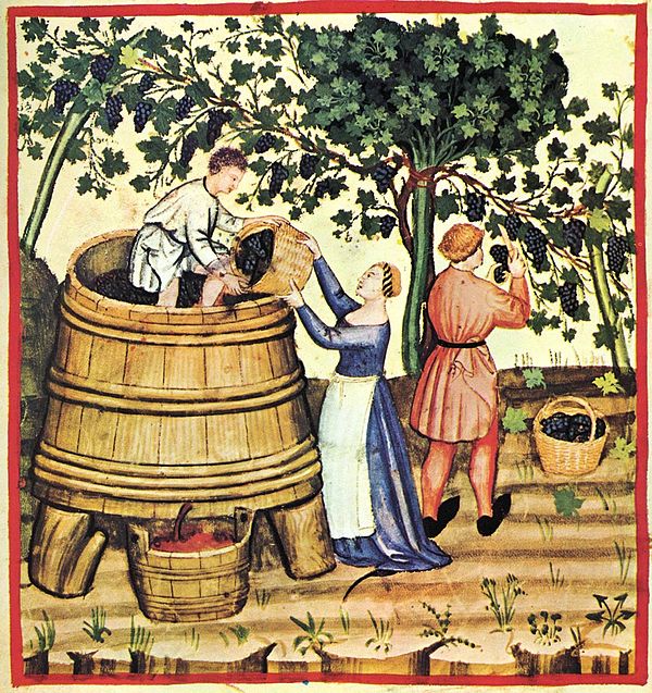 Pressing wine after the harvest; Tacuinum Sanitatis, 14th century