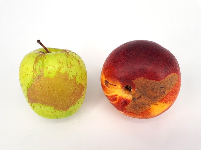 File:2 x Stained fruit - Apple - Nectarine - 2017 A.jpg