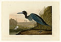307. Blue Crane or Heron