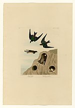 Thumbnail for File:385 I. Bank Swallow - 2. Violet-green Swallow.jpg