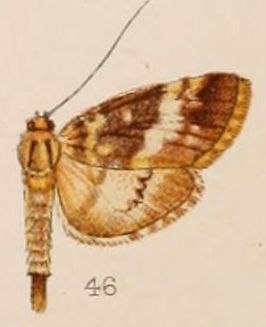 Lygropia shevaroyalis