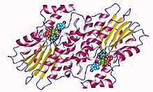 Modèle tridimensionnel de l'enzyme