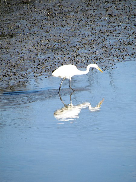 File:55 Egrets Beaufort SC 6815 (12368038415).jpg