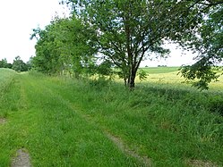 Field margins in Upper Swabia