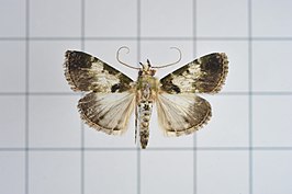 Termioptycha eucarta