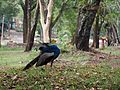 A peacock at Parambikulam, Kerala, India