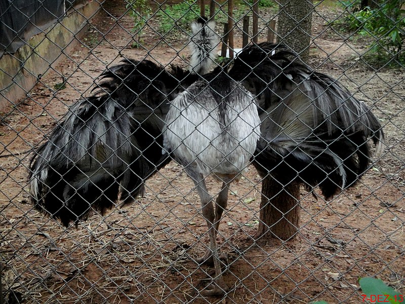 File:A Ema (Rhea americana) é uma ave que vive em campos abertos e cerrados. No Brasil ocorre nos Estados de Goiás, Mato Grosso e Mato Grosso do Sul, estando quase extinta no Rio Grande do Sul. É a maio - panoramio.jpg