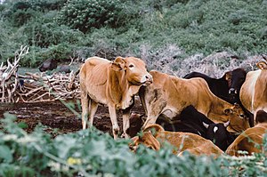 A typical local livestock boma in Arusha.jpg