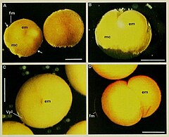 File:Abatus cordatus Gastrulation (01).jpg (Category:Abatus cordatus)