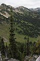 Abies lasiocarpa