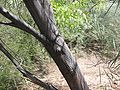 Acacia-microneura-bark.jpg