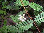 Acacia angustissima flyder. 
 JPG