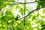 Thumbnail for File:Acadian flycatcher (34582225122).jpg