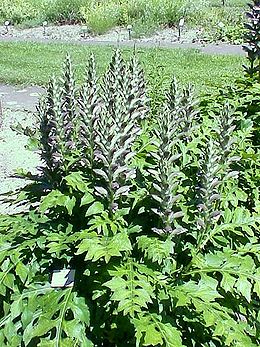 Ilgalapis akantas (Acanthus longifolius)