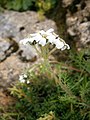 Achillea erba-rotta subsp. moschata