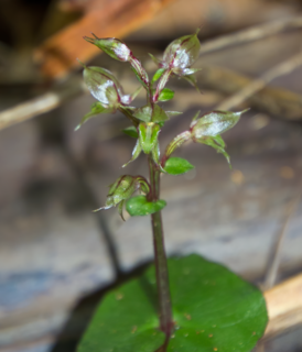 <i>Acianthus sinclairii</i> Species of flowering plant