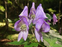 花弁にみえるのは萼片で、上萼片1個、側萼片2個、下萼片2個の5個で構成される。雄蕊は多数あって無毛。