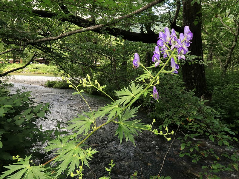 File:Aconitum senanense subsp. paludicola 1.JPG