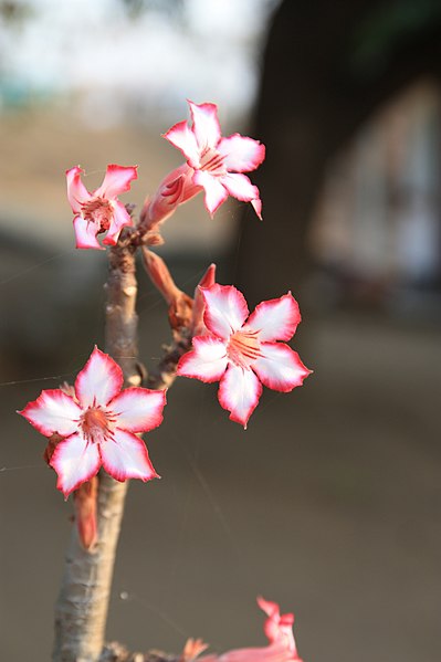 File:Adenium multiflorum 79310487.jpg