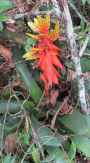 Bildbeschreibung Aechmea retusa (18882300504) .jpg.