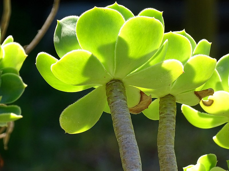 File:Aeonium-arboreum.jpg