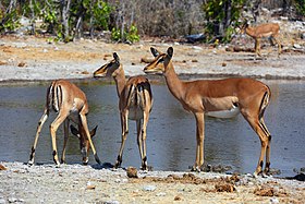 Impala: Species of mammal
