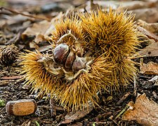 Fallen fruit from one Castanea sativa