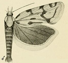 Agapeta angelana